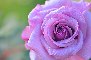 Macro, Rose Flower, Rose, Petals, Bud HD wallpaper