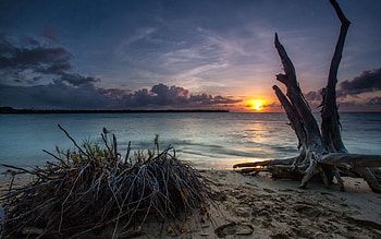 Nature, Sea, Sand, Shore, Bank, Driftwood HD wallpaper