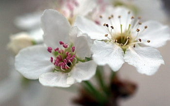 Two Balssoms , two balssoms HD wallpaper