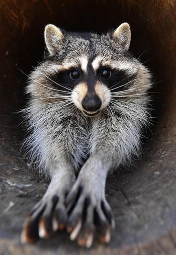 Trash panda, Cute raccoon, Beautiful creature, Animal wonder HD phone wallpaper