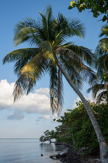 Nature, Horizon, Shore, Bank, Coast, Palm HD phone wallpaper