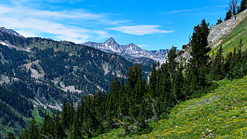 Trees Forest Slope Mountains Bushes Grass Yellow Flowers In Blue Sky Background Nature HD wallpaper