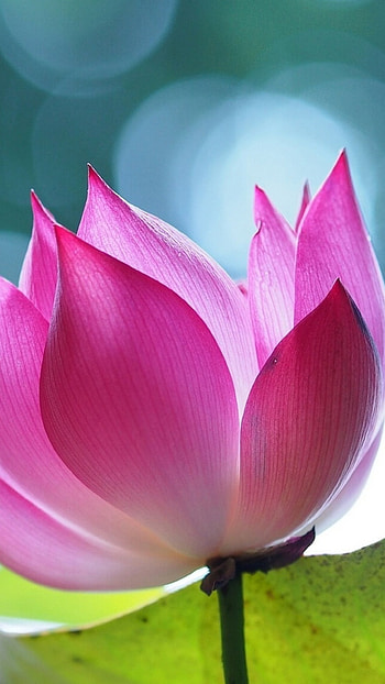 lotus flower , Nature's artwork, Exquisite beauty, Mesmerizing visuals HD phone wallpaper