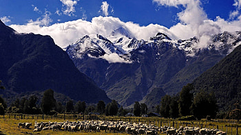 Field, landscape, nature, sheep, mountain HD wallpaper