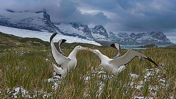 Flocking albatrosses, Antarctic spectacle, Majestic marine birds, beauty HD wallpaper