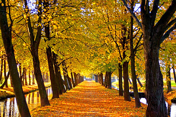 Autumn Trees, trees, autumn, beautiful HD wallpaper