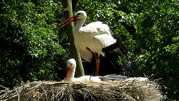 White storks, Barbara's , Stunning ry, Avian beauty HD wallpaper