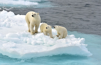 Animals, Bears HD wallpaper