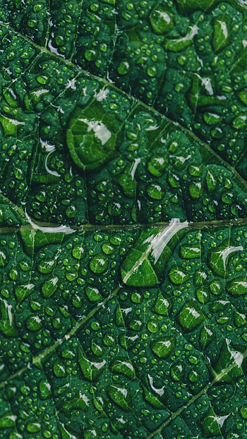 Green leaf , Water drops, Closeup macro, Natural pattern HD phone wallpaper