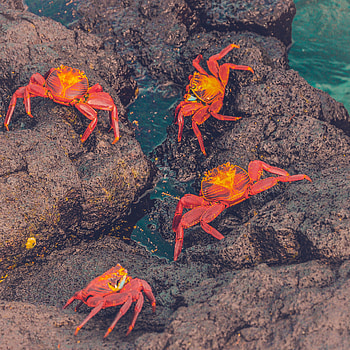 Animals, Stones, Sea, Crabs HD phone wallpaper