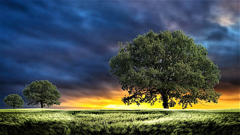 sunrise, dawn, trees, sky, meadow HD wallpaper