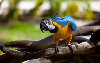 Animals, Parrots, Bird, Beak, Branch, Color, Wings HD wallpaper