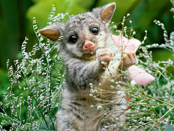 Animals, Flowers, Grass, Animal, Opossum HD wallpaper