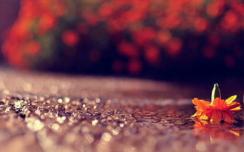 Background, Flower, Macro, Wet, Surface, Humid HD wallpaper