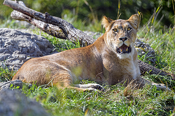 Animals, Grass, Predator, Big Cat, Sight, Opinion, Lioness HD wallpaper