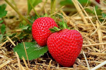 Food, Strawberry, Grass, Berries, Close-Up, Ripe HD wallpaper