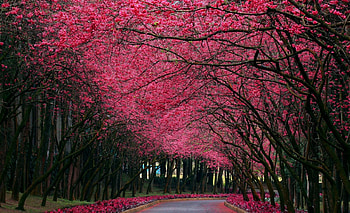 blooming road, blooming, cute, road, beautiful, bloom HD wallpaper