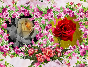 TWO ROSES, ROSES, FRAMED, , TWO HD wallpaper