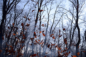 Nature, Autumn, Leaves, Forest, Fog, Wind, Heap HD wallpaper
