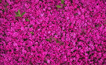 A stunning close-up of vibrant pink flowers in full bloom, showcasing spring's lively colors. HD wallpaper