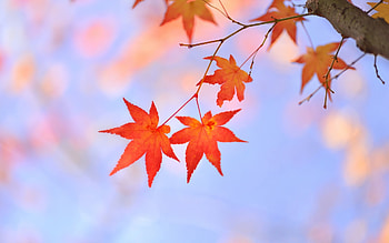 Tree branch, Red maple, Japanese beauty, Nature's wonder HD wallpaper