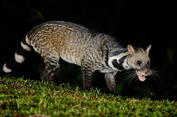 African palm civet, Wildlife HD wallpaper