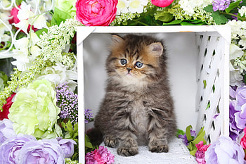 Spring persian kitty, kitten, sweet, kitty, cozy, cute, cat, spring, fluffy, persian, corner, flowers, adorable HD wallpaper