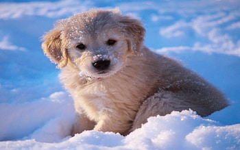 Dog, sweet, dogs, puppies, cute, beautiful, beauty, playful, playful dog, puppy, dog face, pretty, animals, face, bubbles, lovely HD wallpaper