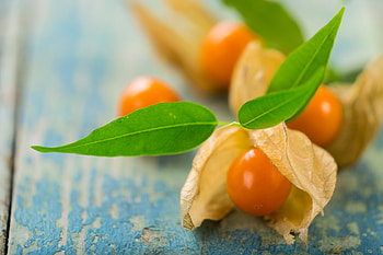 Physalis, Climate gardening, Obi tips, Growing in Middle Europe HD wallpaper
