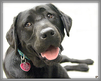 Jessy, dog, art , animals, nice HD wallpaper
