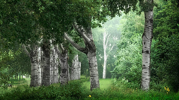 Forest, grass, nature, tree HD wallpaper