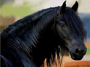 Black, mane, horse, beauty HD wallpaper