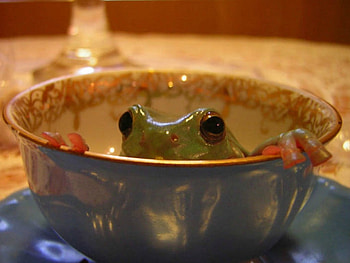 FROG IN A CUP, FROG, , CUP, ANIMAL HD wallpaper