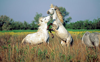 Animals, Horses HD wallpaper