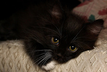 Kitten, cute, black, fuzzy HD wallpaper