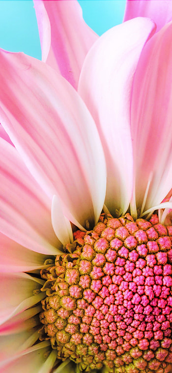Close-up, Daisies HD phone wallpaper