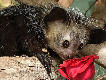 Adorable animal ideas, Cute creatures compilation, Funny and beautiful, Animal lover's delight HD wallpaper