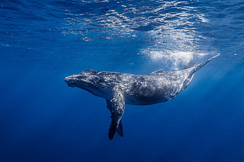 Humpback Whale, Animals, Water, Shine, Light, Ocean, Gorbach, Long-Armed Minke, Long-Armed Stripe HD wallpaper