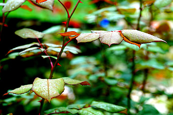Dew do do, leaves, green, red, leaf, dew HD wallpaper