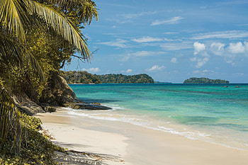 Nature, Sea, Sand, Palms, Coast HD wallpaper