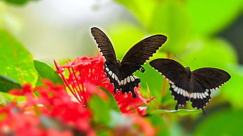 Black White Lines Design Butterflies On Red Flowers In Blur Green Leaves Background Butterfly HD wallpaper