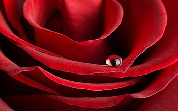 Plants, Flowers, Roses, Drops HD wallpaper
