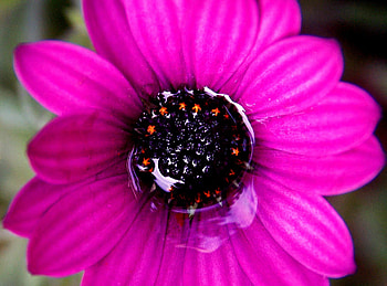 Purple flower, flowers, puple, flower HD wallpaper