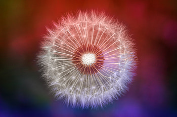 Close Up Dandelions, dandelion, plant, flowers, nature, macro HD wallpaper