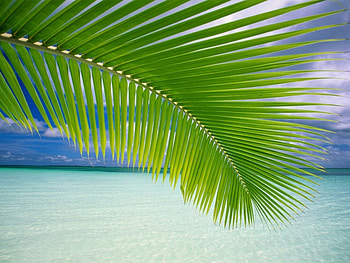 Landscape, Sea, Palms HD wallpaper