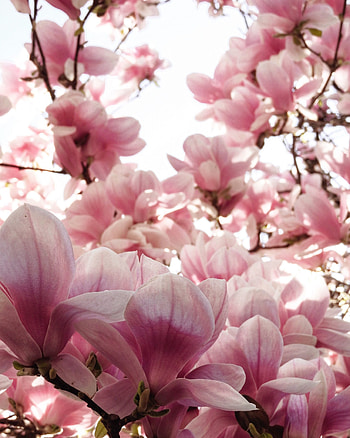 Goodwill Zvdavost, Uplk Magnolia HD phone wallpaper