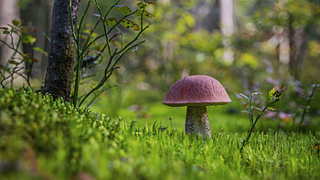 Mushroom, nature, graphy, macro HD wallpaper