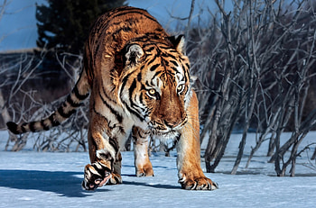 Tiger, winter, bushes, snow HD wallpaper