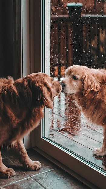 2020 , Best collection, Cute dog , Wholesome and delightful HD phone wallpaper