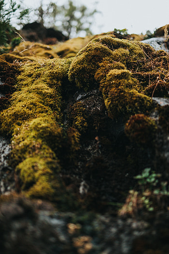 Stones, Macro, Moss HD phone wallpaper